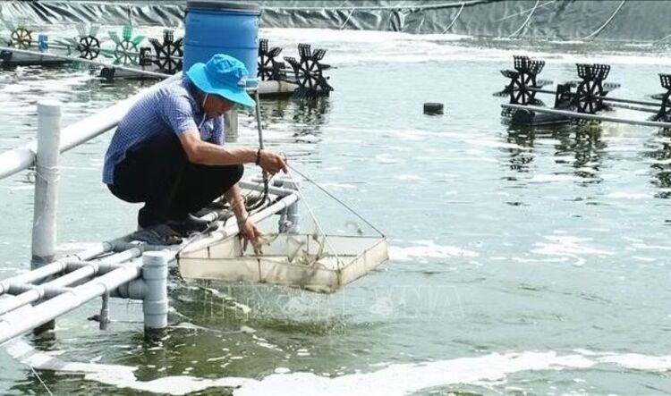 Lão nông miền biển tay trắng vươn lên thành tỷ phú nuôi tôm