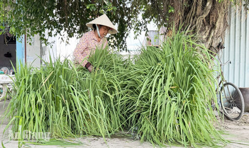 Phiên chợ cỏ ở vùng Bảy Núi