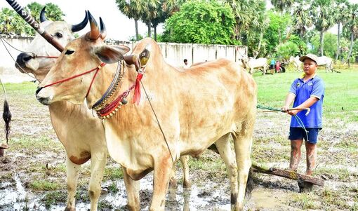 Những nài bò nhí vùng Bảy Núi