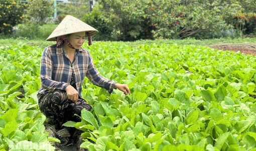 Tận dụng đất trống trồng rau, nông dân Đông Hòa có thêm thu nhập