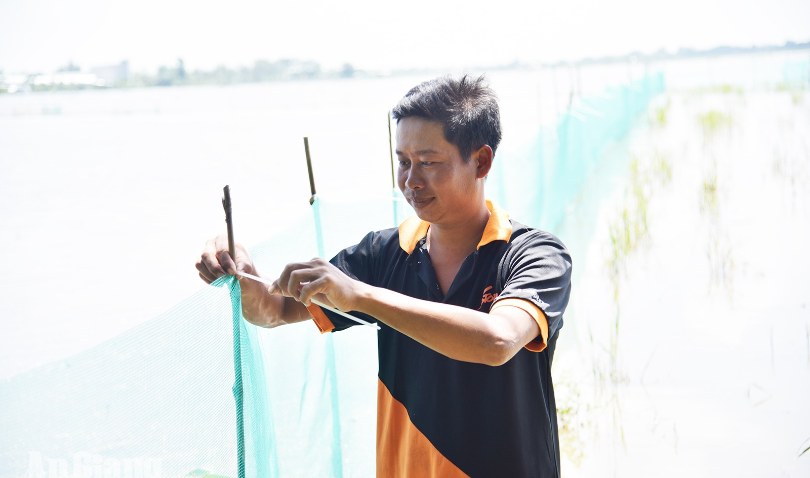 Nông dân An Giang nuôi cá trên ruộng mùa nước nổi