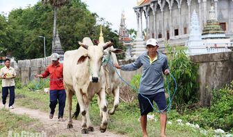 Giữ nét văn hóa Hội đua bò Bảy Núi