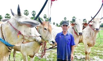 Hơn 30 năm nài bò
