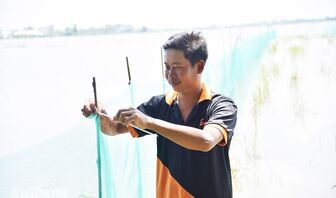 Nông dân An Giang nuôi cá trên ruộng mùa nước nổi