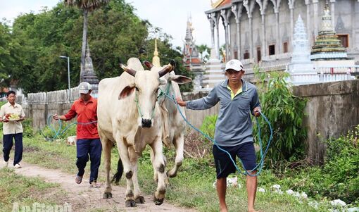 Giữ nét văn hóa Hội đua bò Bảy Núi