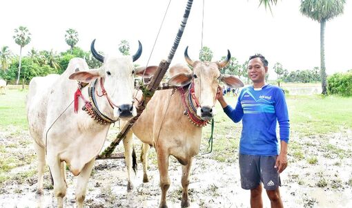 Nuôi bò đua, chỉ làm nài mới hiểu