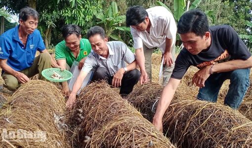 Nhiều hoạt động khuyến nông tại xã Châu Phú