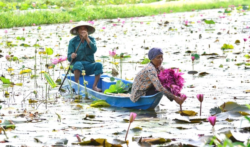 Bông súng mùa nước nổi
