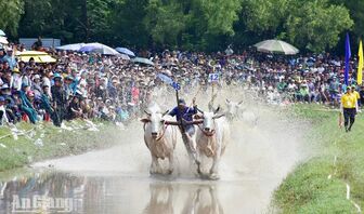 Hội đua bò Bảy Núi 2026: Những màn tranh tài mãn nhãn