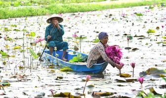 Bông súng mùa nước nổi