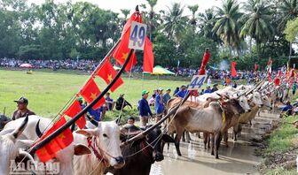 Khai mạc Hội đua bò Bảy Núi tranh cúp Truyền hình An Giang (ATV) lần thứ 31