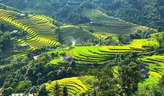 Mùa vàng trải sóng ở Hoàng Su Phì