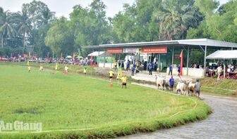 Trước giờ khai hội Đua bò Bảy Núi năm 2026