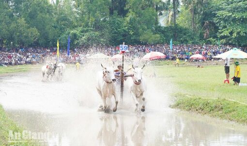 Khoảnh khắc ấn tượng tại Hội đua bò Bảy Núi năm 2026