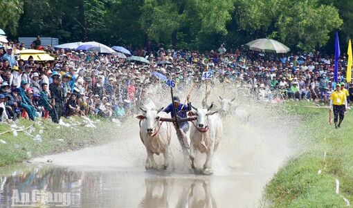 Hội đua bò Bảy Núi 2026: Những màn tranh tài mãn nhãn