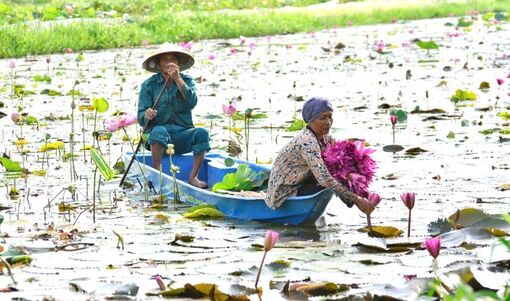 Bông súng mùa nước nổi