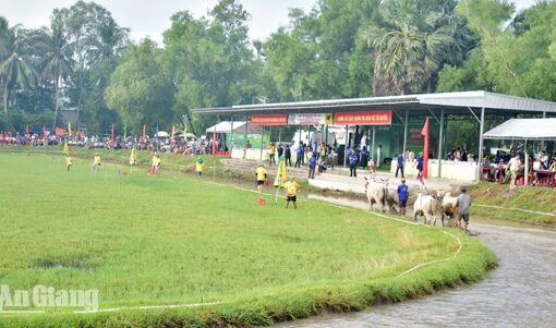 Trước giờ khai hội Đua bò Bảy Núi năm 2026