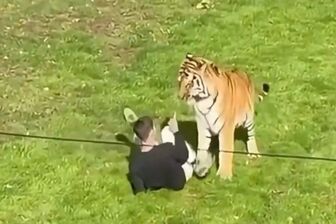 Người đàn ông thiệt mạng khi trèo vào chuồng hổ trong sở thú ở Anh