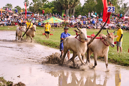 Bình Điền và 5 năm nối dài sức sống di sản Đua bò Bảy Núi
