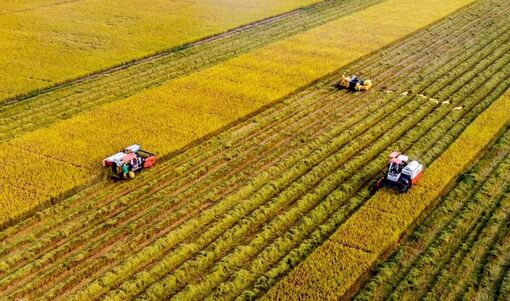 Sản xuất nông nghiệp vào cuộc đua nước rút cuối năm