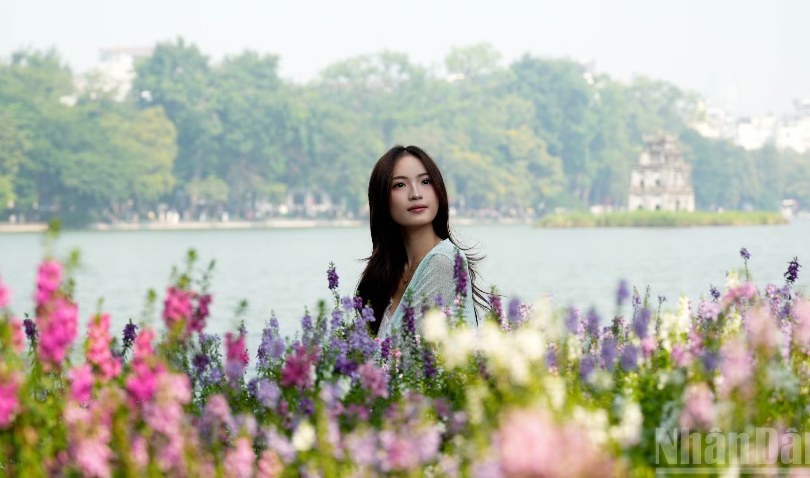 [Ảnh] Những thảm hoa violet Nhật tại Hà Nội hút các bạn trẻ đến check-in