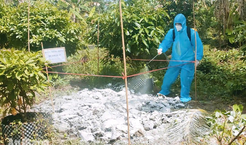 An Giang tăng cường phòng, chống dịch tả heo châu Phi