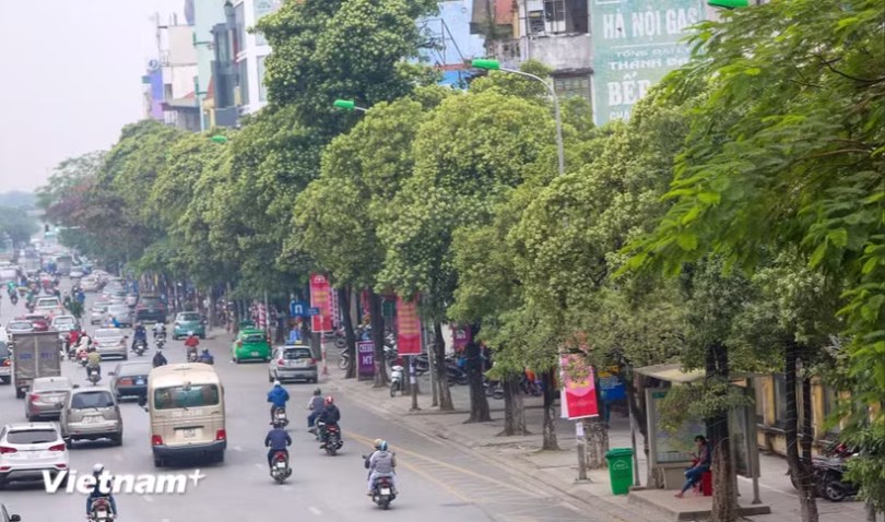 Hà Nội khẩn trương rà soát các tuyến phố có mật độ cây hoa sữa dày đặc