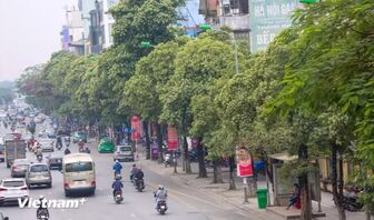 Hà Nội khẩn trương rà soát các tuyến phố có mật độ cây hoa sữa dày đặc