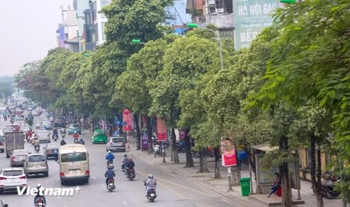 Hà Nội khẩn trương rà soát các tuyến phố có mật độ cây hoa sữa dày đặc