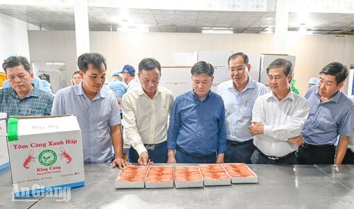 Nâng cao giá trị tôm càng xanh Vĩnh Phong