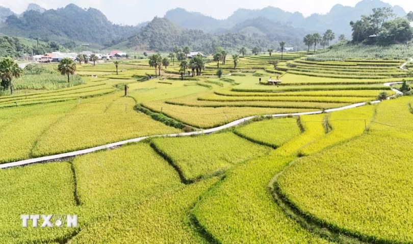 Sắc vàng rực rỡ say đắm lòng du khách trên Bản Tèn