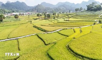 Sắc vàng rực rỡ say đắm lòng du khách trên Bản Tèn