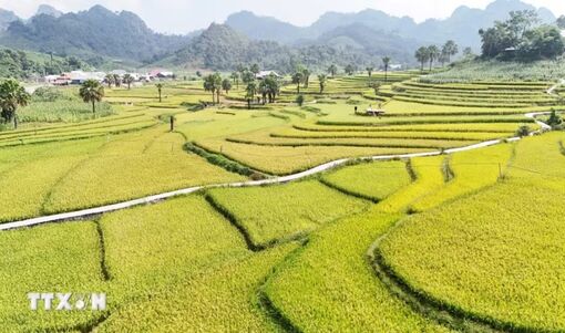 Sắc vàng rực rỡ say đắm lòng du khách trên Bản Tèn