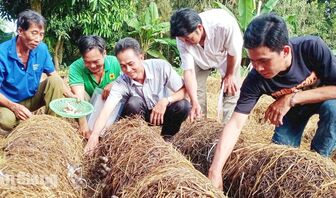 Nông dân An Giang tận dụng rơm rạ gia tăng giá trị kinh tế