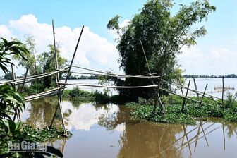 Những nhịp cầu tre trong ký ức