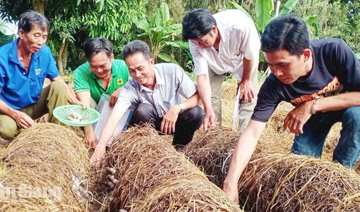 Nông dân An Giang tận dụng rơm rạ gia tăng giá trị kinh tế