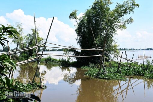 Những nhịp cầu tre trong ký ức