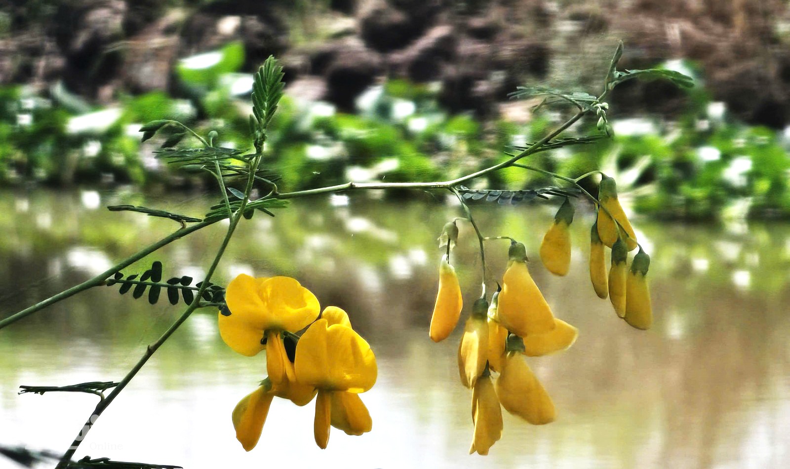 Mùa điên điển trổ bông