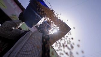 FAO cảnh báo rủi ro gia tăng đối với an ninh lương thực toàn cầu