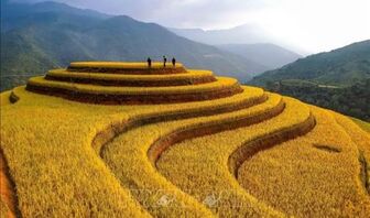 Sắc vàng Mù Cang Chải mùa lúa chín