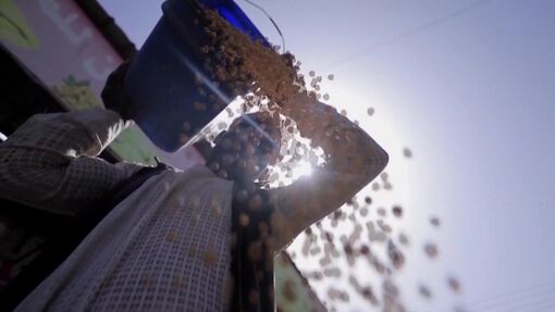 FAO cảnh báo rủi ro gia tăng đối với an ninh lương thực toàn cầu