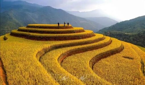 Sắc vàng Mù Cang Chải mùa lúa chín