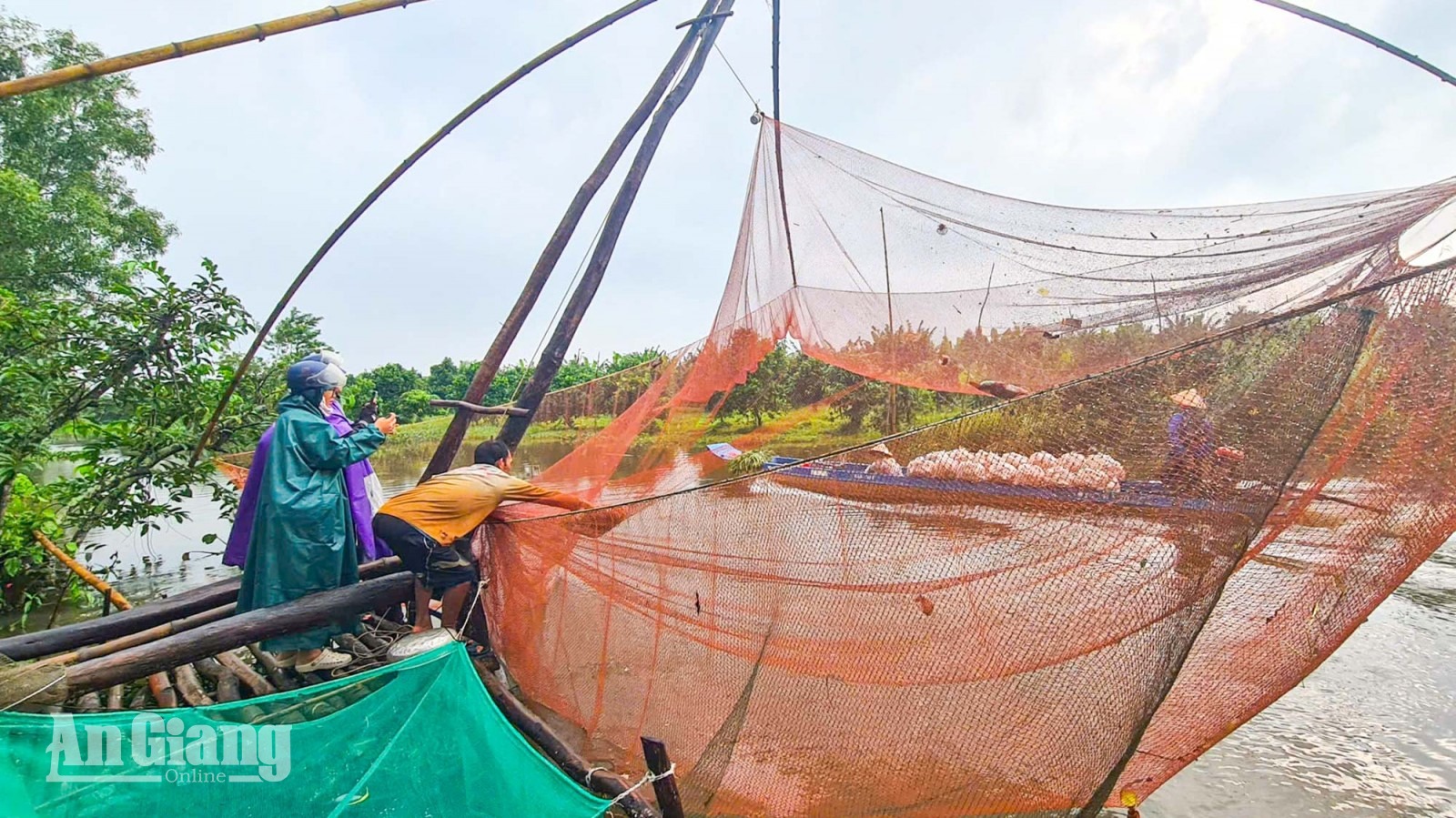 Mùa cất vó tại U Minh Thượng
