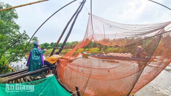 Mùa cất vó tại U Minh Thượng