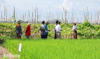 Châu Phú phát huy thế mạnh nông nghiệp