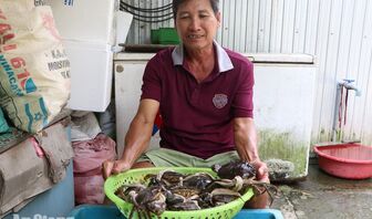 Nuôi cua xen tôm, tăng thu nhập cho nông dân Vĩnh Tuy
