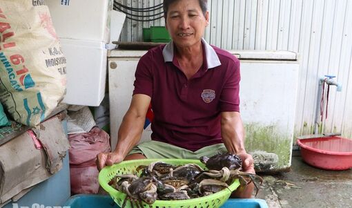 Nuôi cua xen tôm, tăng thu nhập cho nông dân Vĩnh Tuy
