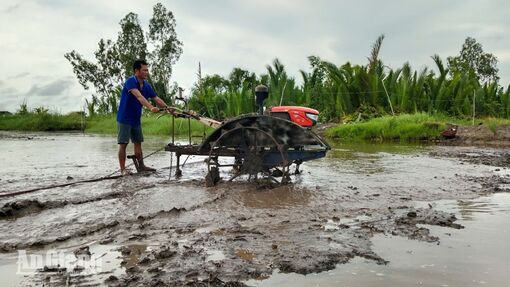 Nông dân vùng U Minh Thượng vào vụ lúa trên đất tôm, lo chi phí và đầu ra