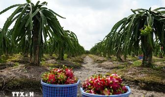 Đồng Tháp hỗ trợ tiêu thụ hơn 336.000 tấn nông sản và 1,54 triệu giỏ hoa Tết