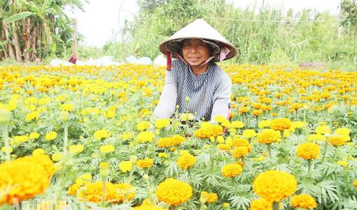 An Giang quyết tâm thực hiện thắng lợi các mục tiêu, kế hoạch đề ra